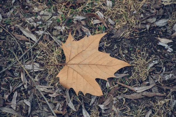 Leaves and debris cleared